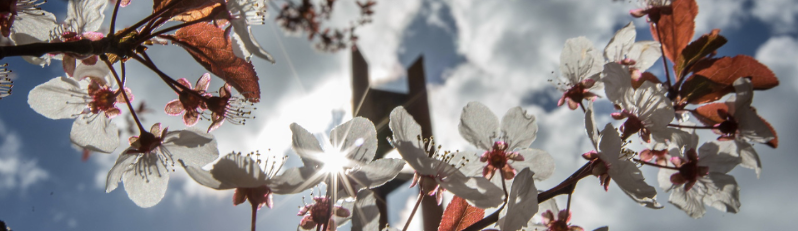 PLU Clock tower through flowering tree branches